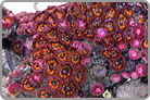 TOP 50 Zoanthids Solomon collected